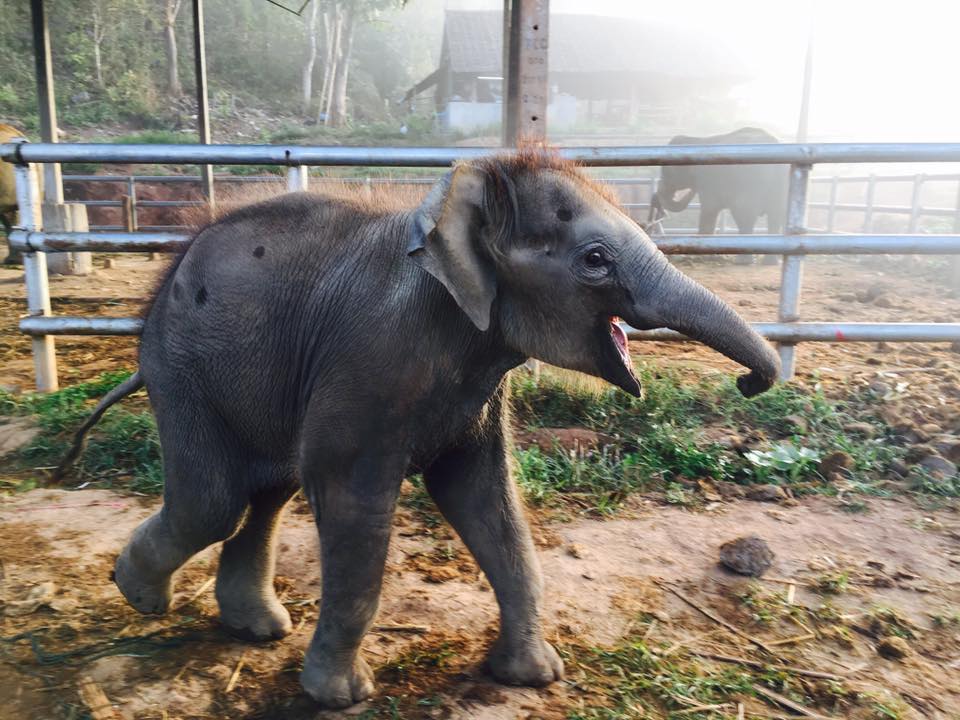 Traveling Hygienist Thailand - Happy Elephant Camp