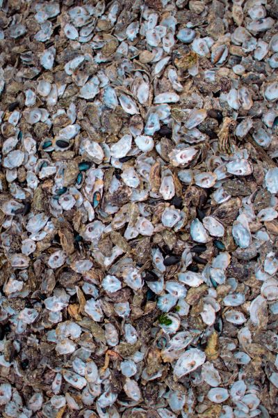 oyster shells used as a toothpaste abrasive